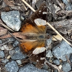 Vanessa itea (Yellow Admiral) at Jerrabomberra, NSW - 28 Nov 2021 by SteveBorkowskis
