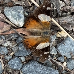 Vanessa itea at Jerrabomberra, NSW - 28 Nov 2021