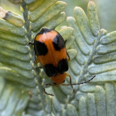 Aulacophora hilaris (Pumpkin Beetle) at Jerrabomberra, NSW - 27 Nov 2021 by Steve_Bok