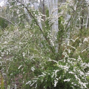 Gaudium brevipes at Stromlo, ACT - suppressed