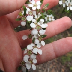 Gaudium brevipes at Stromlo, ACT - suppressed