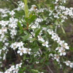 Gaudium brevipes at Stromlo, ACT - suppressed