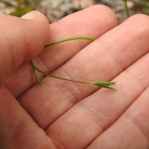 Wahlenbergia sp. at Carwoola, NSW - 27 Nov 2021