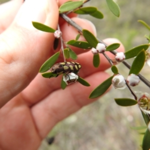 Castiarina decemmaculata at Stromlo, ACT - suppressed