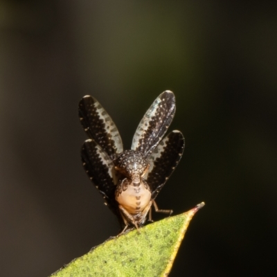 Trypetisoma digitatum (A lauxaniid fly) at Macgregor, ACT - 28 Nov 2021 by Roger