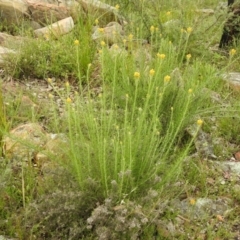 Chrysocephalum semipapposum (Clustered Everlasting) at Carwoola, NSW - 27 Nov 2021 by Liam.m