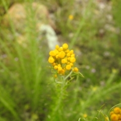 Chrysocephalum semipapposum at Carwoola, NSW - 27 Nov 2021