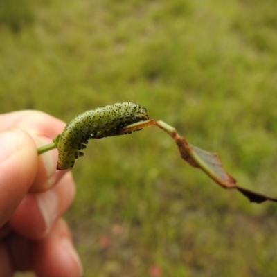 Lophyrotoma interrupta at Carwoola, NSW - 27 Nov 2021 by Liam.m