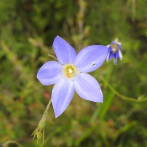 Wahlenbergia stricta subsp. stricta at Carwoola, NSW - 28 Nov 2021