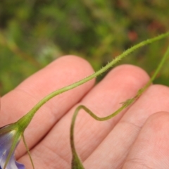 Wahlenbergia stricta subsp. stricta at Carwoola, NSW - 28 Nov 2021