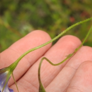 Wahlenbergia stricta subsp. stricta at Carwoola, NSW - 28 Nov 2021