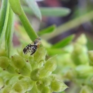 Spathulina acroleuca at Carwoola, NSW - 27 Nov 2021