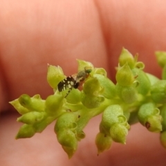 Spathulina acroleuca at Carwoola, NSW - 27 Nov 2021