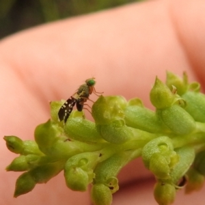 Spathulina acroleuca at Carwoola, NSW - 27 Nov 2021