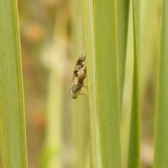 Tephritidae sp. (family) (Unidentified Fruit or Seed fly) at Carwoola, NSW - 28 Nov 2021 by Liam.m