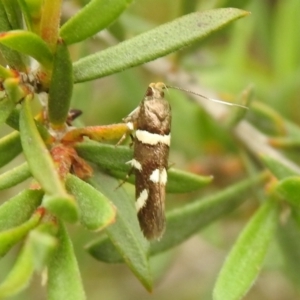 Macrobathra alternatella at suppressed - 28 Nov 2021