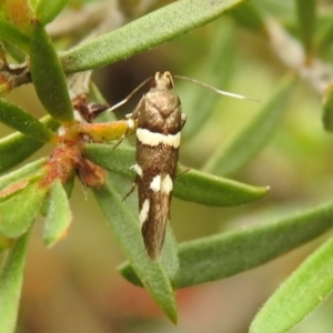 Macrobathra alternatella at suppressed - 28 Nov 2021