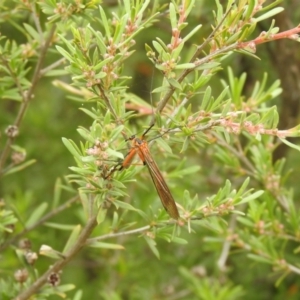 Harpobittacus australis at Carwoola, NSW - suppressed