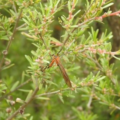 Harpobittacus australis (Hangingfly) at Carwoola, NSW - 28 Nov 2021 by Liam.m