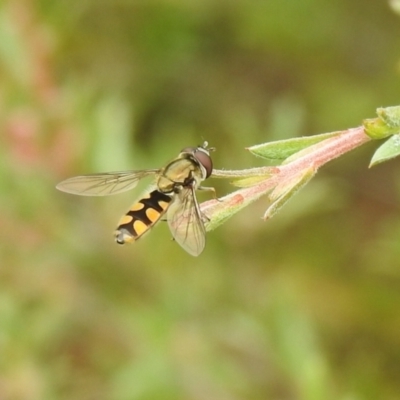 Syrphini (tribe) (Unidentified syrphine hover fly) at Carwoola, NSW - 28 Nov 2021 by Liam.m