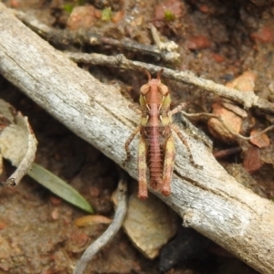 Austroicetes sp. (genus) at Carwoola, NSW - suppressed