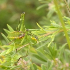 Chlorodectes sp. (genus) (A shield back katydid) at Carwoola, NSW - 28 Nov 2021 by Liam.m