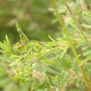 Chlorodectes sp. (genus) at Carwoola, NSW - 28 Nov 2021