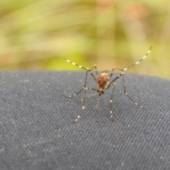 Aedes sp. (genus) (Mosquito) at Carwoola, NSW - 28 Nov 2021 by Liam.m