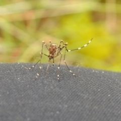 Aedes sp. (genus) at Carwoola, NSW - suppressed