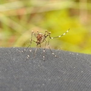 Aedes sp. (genus) at Carwoola, NSW - suppressed