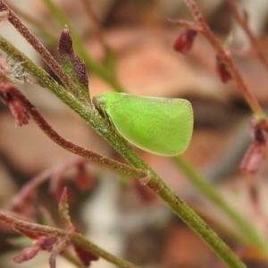 Siphanta acuta at Carwoola, NSW - 28 Nov 2021