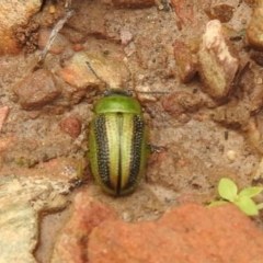 Calomela vittata at Carwoola, NSW - suppressed