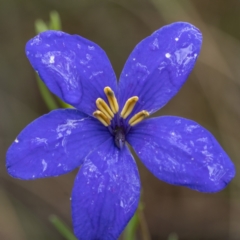 Cheiranthera linearis (Finger Flower) at Lade Vale, NSW - 26 Nov 2021 by trevsci