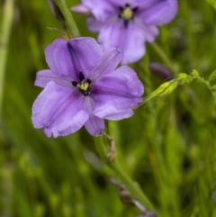 Arthropodium fimbriatum at Gunning, NSW - 27 Nov 2021 03:34 PM