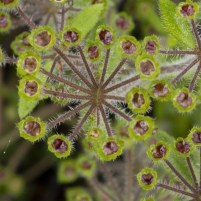 Pomax umbellata (A Pomax) at Mundoonen Nature Reserve - 27 Nov 2021 by trevsci