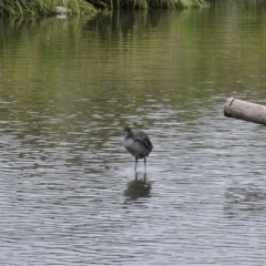 Fulica atra (Eurasian Coot) at Gungahlin, ACT - 28 Nov 2021 by TrishGungahlin