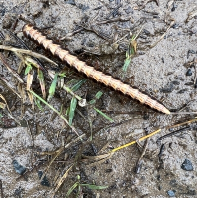 Unidentified Millipede (Diplopoda) at Kangaroo Valley, NSW - 27 Nov 2021 by SimoneC