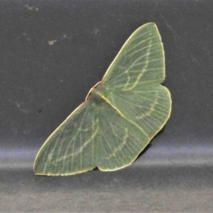 Chlorocoma carenaria at Paddys River, ACT - 28 Nov 2021 12:27 PM