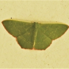 Prasinocyma semicrocea (Common Gum Emerald moth) at Tidbinbilla Nature Reserve - 28 Nov 2021 by JohnBundock