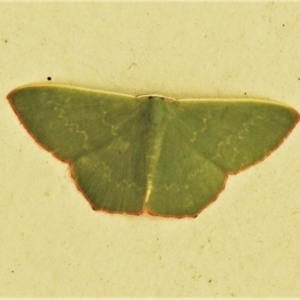 Prasinocyma semicrocea at Paddys River, ACT - 28 Nov 2021