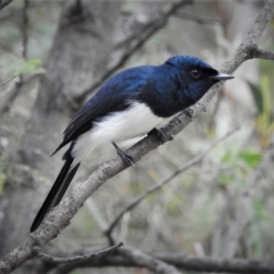 Myiagra cyanoleuca (Satin Flycatcher) at Paddys River, ACT - 28 Nov 2021 by JohnBundock