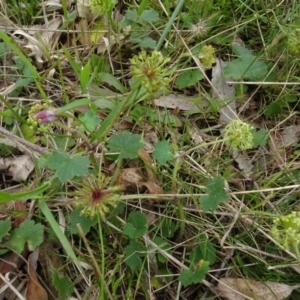 Hydrocotyle laxiflora at Lower Boro, NSW - 23 Nov 2021