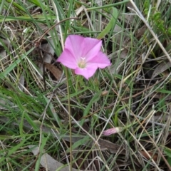 Convolvulus angustissimus subsp. angustissimus (Australian Bindweed) at Lower Boro, NSW - 23 Nov 2021 by AndyRussell