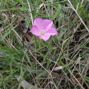 Convolvulus angustissimus subsp. angustissimus at Lower Boro, NSW - 23 Nov 2021