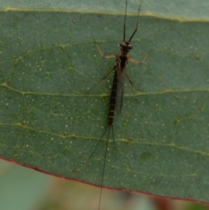 Ephemeroptera (order) at Rendezvous Creek, ACT - 22 Nov 2021