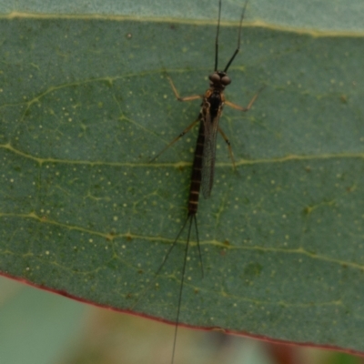 Ephemeroptera (order) (Unidentified Mayfly) at Rendezvous Creek, ACT - 22 Nov 2021 by Jek