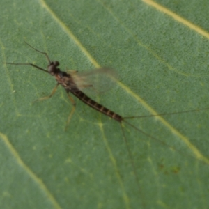 Ephemeroptera (order) at Rendezvous Creek, ACT - 22 Nov 2021