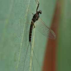 Ephemeroptera (order) at Rendezvous Creek, ACT - 22 Nov 2021