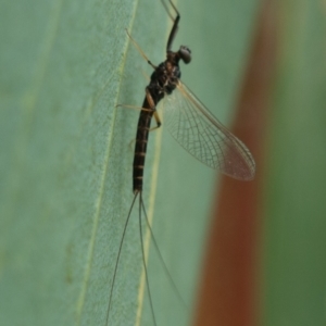 Ephemeroptera (order) at Rendezvous Creek, ACT - 22 Nov 2021