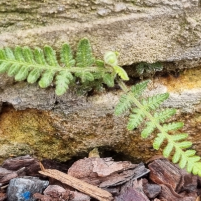 Unidentified Fern or Clubmoss at Molonglo Valley, ACT - 28 Nov 2021 by AaronClausen